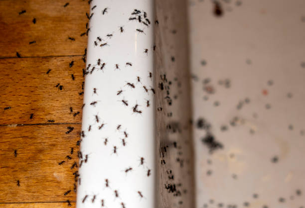 Best Best Pest Control Companies  in Lake Carmel, NY