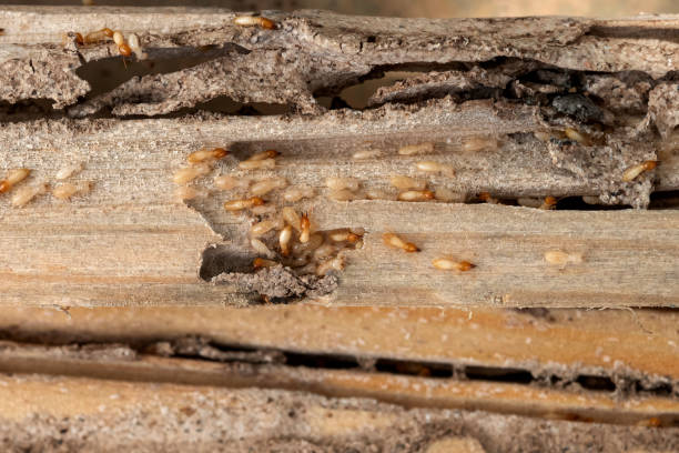 Best Best Pest Control Companies  in Lake Carmel, NY